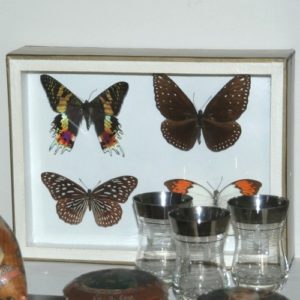 collection de papillons à la Brocante de la Pointe Minard de Chichée près de Chablis
